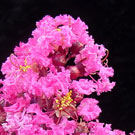 Crepe myrtle