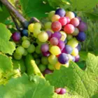 Grape Vines Grape Vines