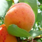 Apricot Trees Apricot Trees