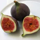 Fig Trees Fig Trees