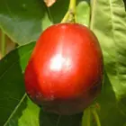 Jujube Trees Jujube Trees