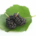 Mulberry Trees Mulberry Trees