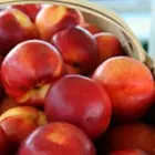 Nectarine Trees Nectarine Trees