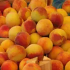 Peach Trees Peach Trees
