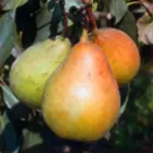 Pear Trees Pear Trees