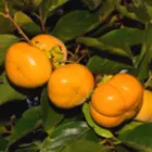 Persimmon Trees Persimmon Trees