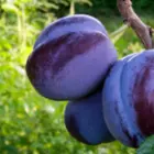 Plum Trees Plum Trees