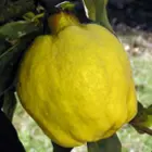 Quince Trees Quince Trees