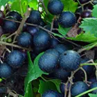Muscadine & Scuppernong Grape Vines Muscadine & Scuppernong Grape Vines