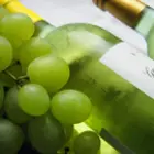 Wine Grape Vines Wine Grape Vines