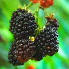 Blackberry Plants Blackberry Plants