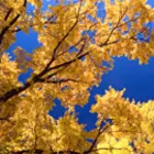 Shade Trees Shade Trees