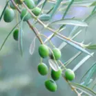 Olive Trees Olive Trees