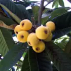 Loquat Trees Loquat Trees