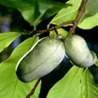 Pawpaw Trees Pawpaw Trees