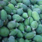 Guava Trees Guava Trees
