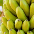 Banana Trees Banana Trees