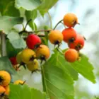 Mayhaw Trees Mayhaw Trees