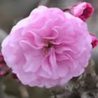 Flowering Cherry Trees Flowering Cherry Trees