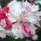 Flowering Peach Trees Flowering Peach Trees