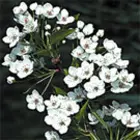 Flowering Pear Trees Flowering Pear Trees