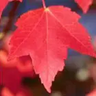 Maple Tree Family Maple Tree Family