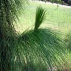 Pine Tree Family Pine Tree Family