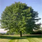 Ash Tree Family Ash Tree Family