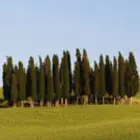 Cypress Tree Family Cypress Tree Family