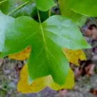 Poplar Tree Family Poplar Tree Family