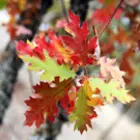 Red Oak Tree Family Red Oak Tree Family