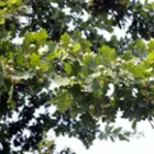 White Oak Tree Family White Oak Tree Family