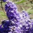Vitex Trees Vitex Trees