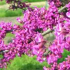 Redbud Trees Redbud Trees