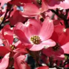 Dogwood Trees Dogwood Trees
