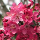 Flowering Crabapple Trees Flowering Crabapple Trees