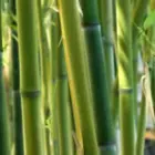 Bamboo Plants Bamboo Plants