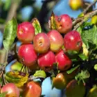 Crabapple Trees Crabapple Trees