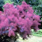Smoke Tree Family Smoke Tree Family