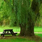 Willow Tree Family Willow Tree Family