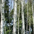 Birch Tree Family Birch Tree Family