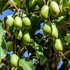 Kiwi Kiwi