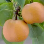 Asian Pear Trees Asian Pear Trees