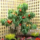 Dwarf Fruit Trees Dwarf Fruit Trees