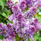 Lilac Trees Lilac Trees