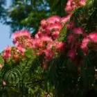 Mimosa Trees Mimosa Trees