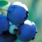 Blueberry Plants Blueberry Plants