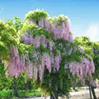 Wisteria Wisteria