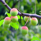 Ume Apricot Trees Ume Apricot Trees