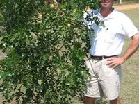 Li Jujube Tree